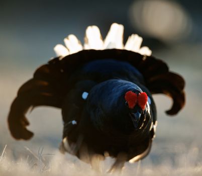 Lekking Black Grouse ( Lyrurus tetrix) Portrait. Early morning. Sunrise