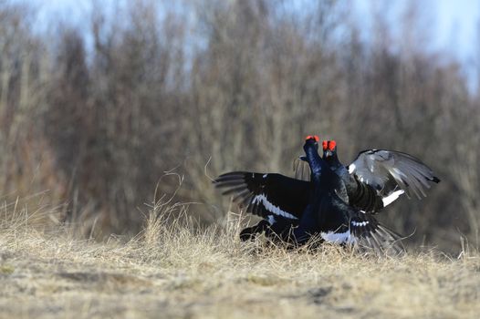 Fighting Lekking Black Grouse ( Lyrurus tetrix) Portrait. Early morning. 