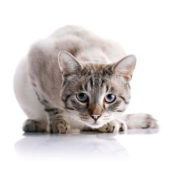 Portrait of a striped blue-eyed cat. Striped cat. Striped not purebred kitten. Small predator. Small cat.