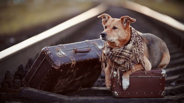 Dog on rails with suitcases. The dog looks for the house. The dog waits for the owner. The lost dog. Mongrel on the road. Dog on rails. Dog with suitcases. Not purebred dog on the road. Traveler. Vagrant dog. Tramp.