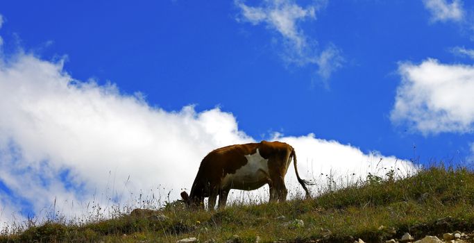 Lonely Cow On The Caucasus Mountain Grassland