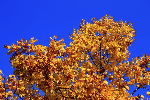 Yellow autumn leaves on the branches against blue sky