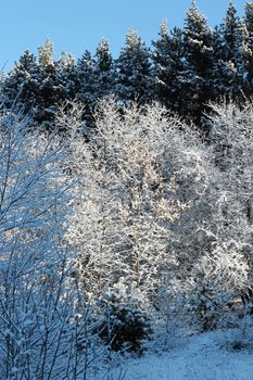 Trees covered with hoarfrost and snow in mountains