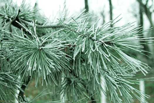 Green pins on the branch of a Christmas tree