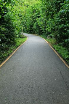 Road to tropical forest