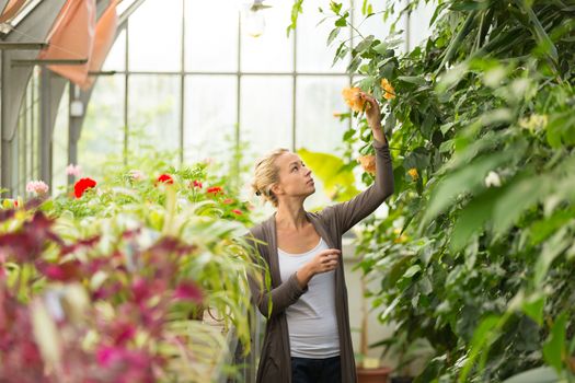 Florists woman working with flowers in a greenhouse. 