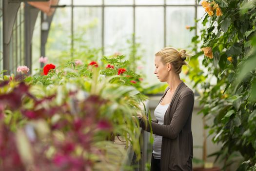 Florists woman working with flowers in a greenhouse. 