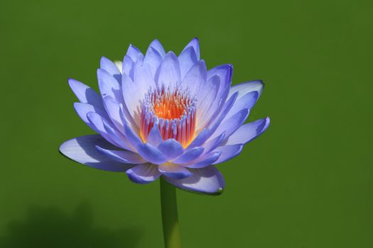 Close up of blue lotus