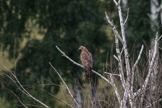 Honey buzzard, Pernis apivorus - Juvenile