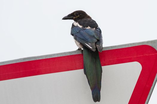 Magpie sitting on a traffic sign