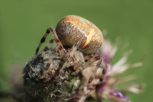 Large spider sitting in the grass, close-up