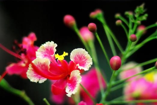 Nice pink flower close up