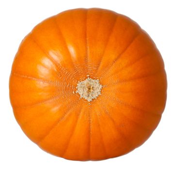 Bottom of pumpkin isolated on white background. Fresh and orange