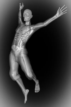 human bones radiography scan. x-ray  image