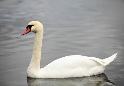 swan screamer pure white angel
