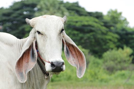 Head of cow against a pasture