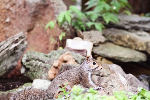 Close-up of an Eastern Grey Squirrel sitting on rocks near the edge of a pond.