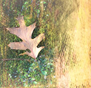 art leaves autumn background card