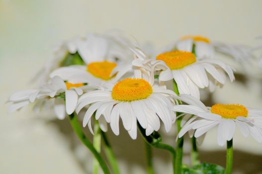 Big White Garden Chamomiles closeup on Beige background