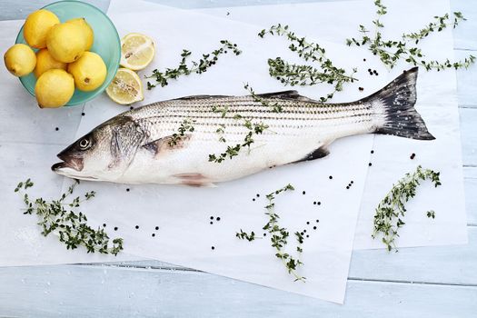 Freshly caught striped bass being prepared for dinner.