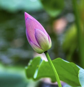 Pink Lotus Bud  Lily Pads Close Up  Lotus Pond Temple of the Sun Beijing China China