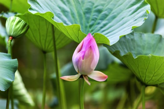 Pink Lotus Bud  Lily Pads Close Up  Lotus Pond Temple of the Sun Beijing China China