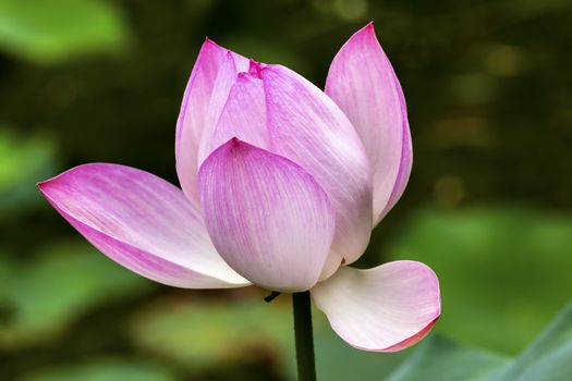 Pink Lotus Blooming and Close Up  Lotus Pond Temple of the Sun Beijing China China