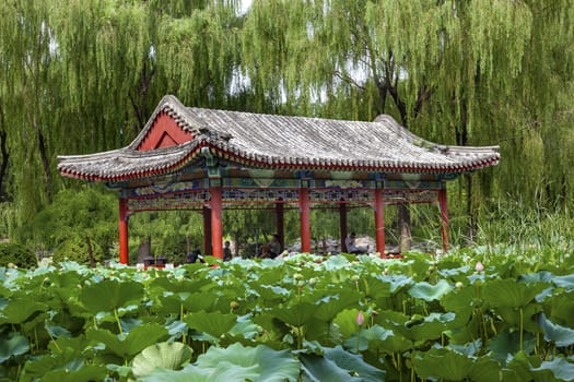 Red Pavilion Lotus Pads Garden Temple of Sun City Park, Beijing, China Willow Green Trees