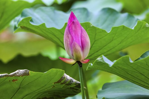 Pink Lotus Bud  Lily Pads Close Up  Lotus Pond Temple of the Sun Beijing China China