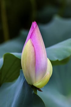 Pink Lotus Bud  Lily Pads Close Up  Lotus Pond Temple of the Sun Beijing China China