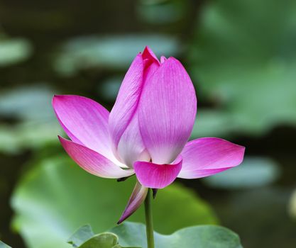 Pink Lotus Blooming and Close Up  Lotus Pond Temple of the Sun Beijing China China