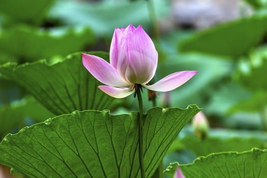 Pink Lotus Blooming Lily Pads Close Up  Lotus Pond Temple of the Sun Beijing China China