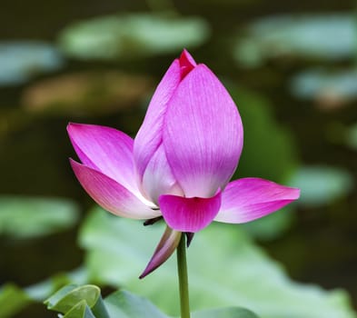 Pink Lotus Blooming and Close Up  Lotus Pond Temple of the Sun Beijing China China