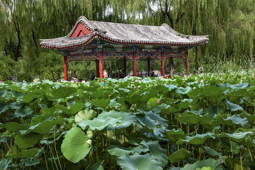 Red Pavilion Lotus Pads Garden Temple of Sun City Park, Beijing, China Willow Green Trees