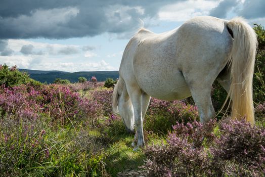 wild white pony horse grazing on flowering heather purple flowers in moors step in Devon Dartmoor National Park