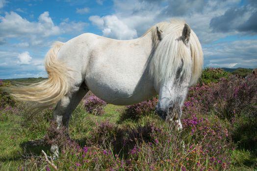 wild white pony horse grazing on flowering heather purple flowers in moors step in Devon Dartmoor National Park