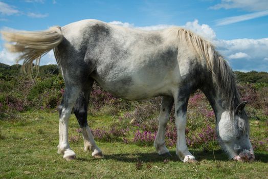 wild white pony horse grazing on flowering heather purple flowers in moors step in Devon Dartmoor National Park