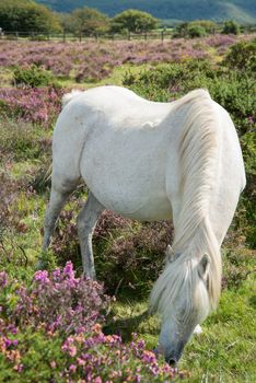 wild white pony horse grazing on flowering heather purple flowers in moors step in Devon Dartmoor National Park