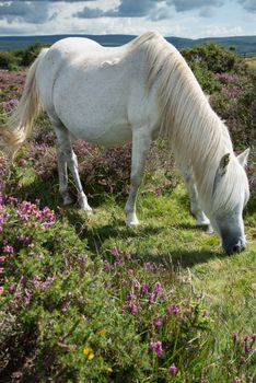 wild white pony horse grazing on flowering heather purple flowers in moors step in Devon Dartmoor National Park