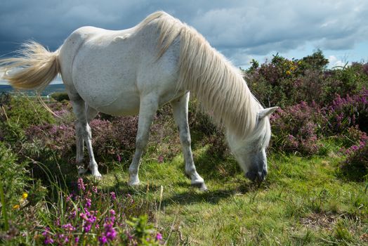 wild white pony horse grazing on flowering heather purple flowers in moors step in Devon Dartmoor National Park