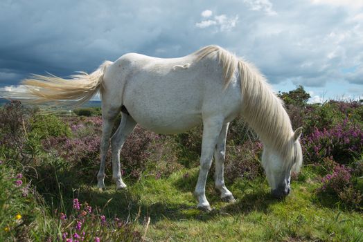 wild white pony horse grazing on flowering heather purple flowers in moors step in Devon Dartmoor National Park