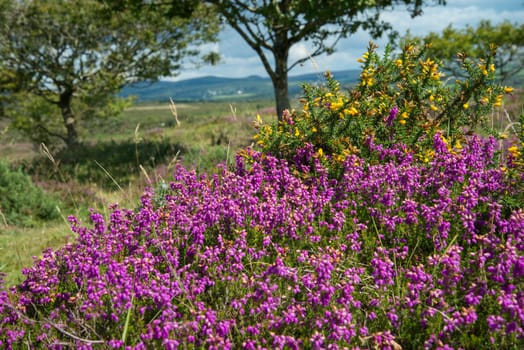 beautiful heater purple and pink colour flowers on Moors under summer sun in Devon Dartmoor National Park