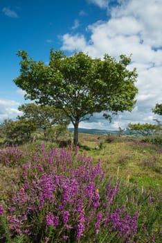 beautiful heater purple and pink colour flowers on Moors under summer sun in Devon Dartmoor National Park