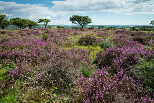 Beautiful heater purple and pink colour flowers on Moors under summer sun in Devon Dartmoor National Park