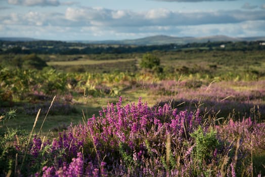Beautiful heater purple and pink colour flowers on Moors under summer sun in Devon Dartmoor National Park