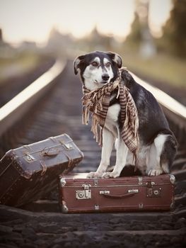 Dog on rails with suitcases. The dog looks for the house. The dog waits for the owner. The lost dog. Mongrel on the road. Dog on rails. Dog with suitcases. Not purebred dog on the road. Traveler. Vagrant dog. Tramp.