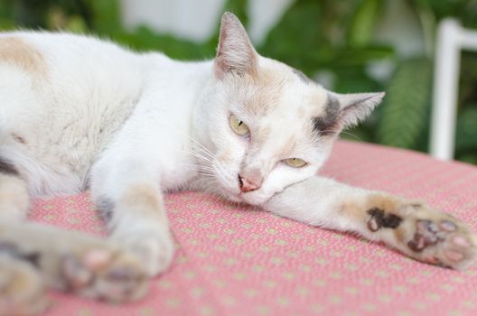 Little white kitten portrait up on pink table and green nature background.