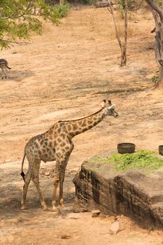A large giraffe bull (Giraffa camelopardalis), eating