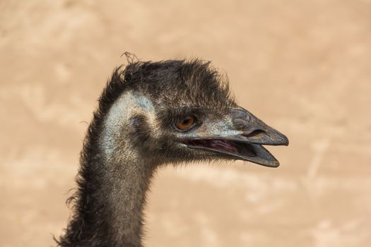 a closeup of the head of an Emu (Dromaius novaehollandiae),