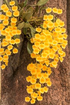 bunch of flowers beautiful yellow orchid on tree